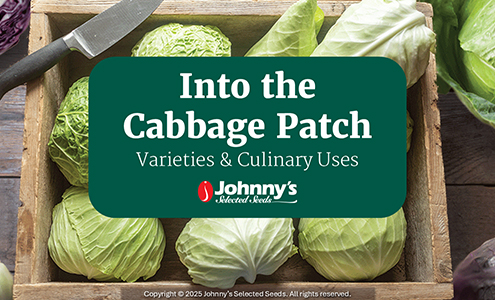 Into the Cabbage Patch Webinar