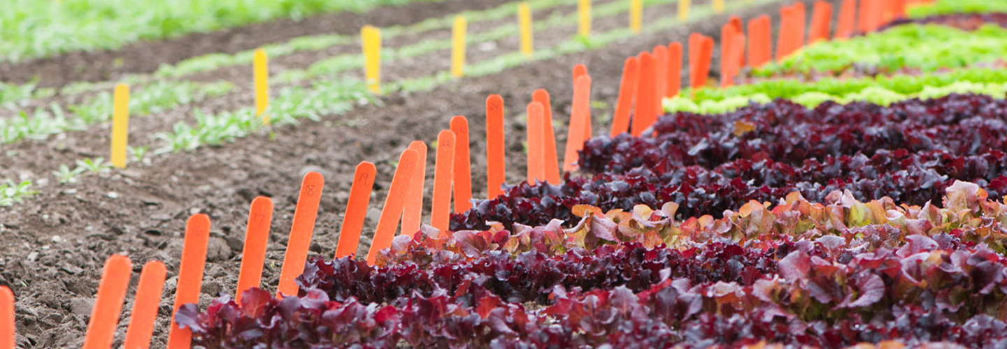 Lettuce field