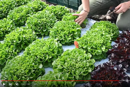 Video about Salanova lettuce