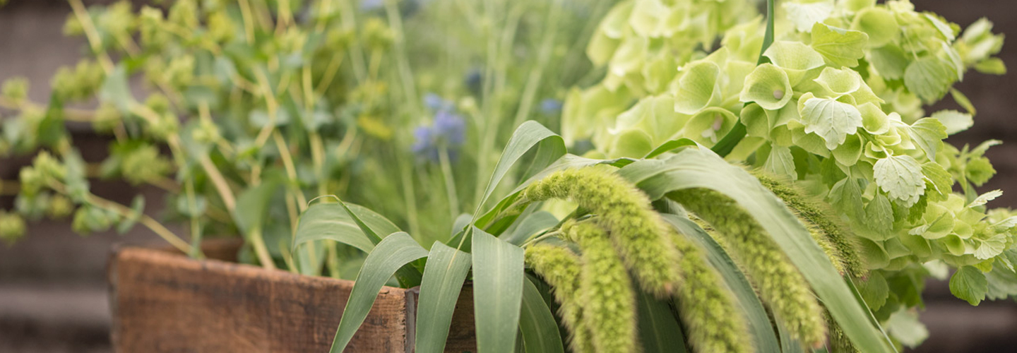 Mix of filler flowers.