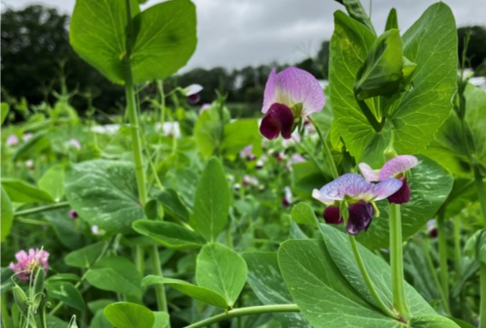 Field pea cover crop