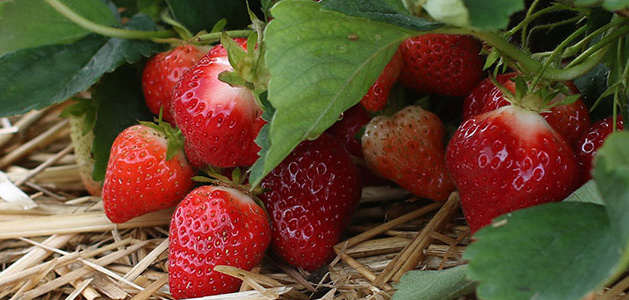 Johnny's Strawberry Harvest Program