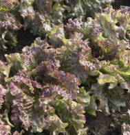 New Red Fire Leaf Head Lettuce