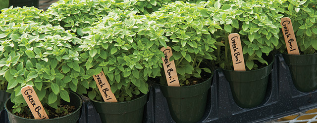 Learn How to Grow Professional Quality Container Herbs