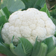 Fujiyama Cauliflower