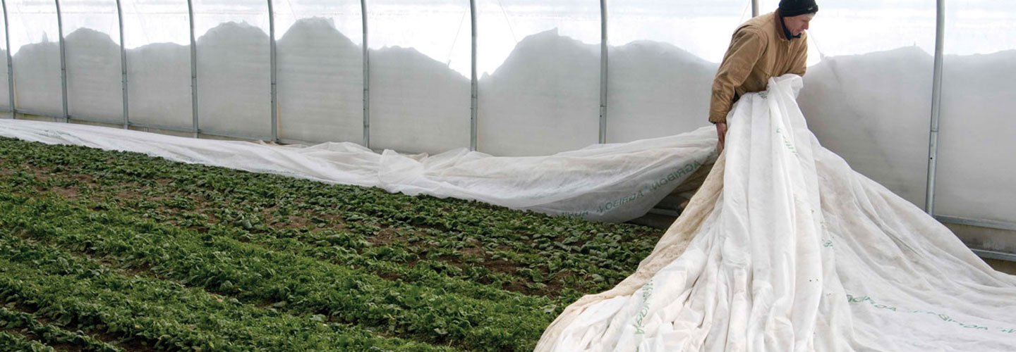 Row cover in a winter tunnel