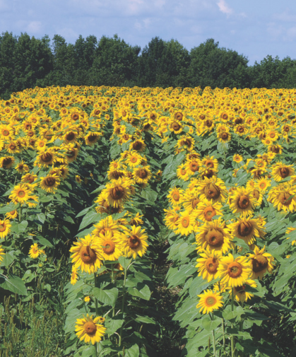 Sunflowers growing as a cover crop.