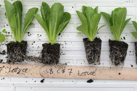 Air-pruned vs. rootbound lettuce seedlings