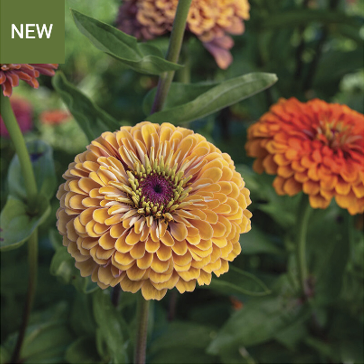 Aurora Zinnia