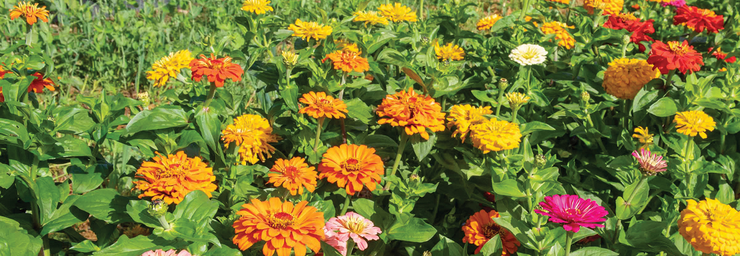 Field of Zinnias