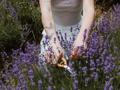 women cutting lavender for bouquets