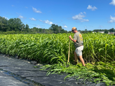 crimping a cover crop by hand with a knock down bar