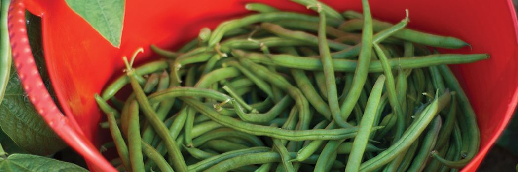 Freshly harvested snap beans