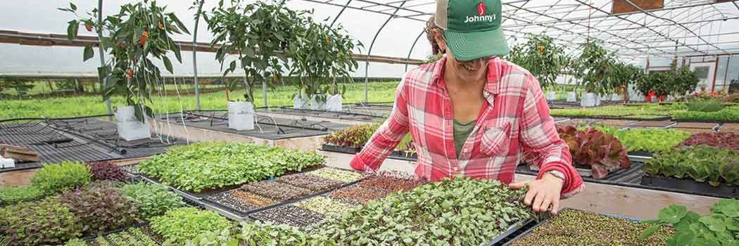 Microgreens Production in our Trialing Greenhouse in Maine