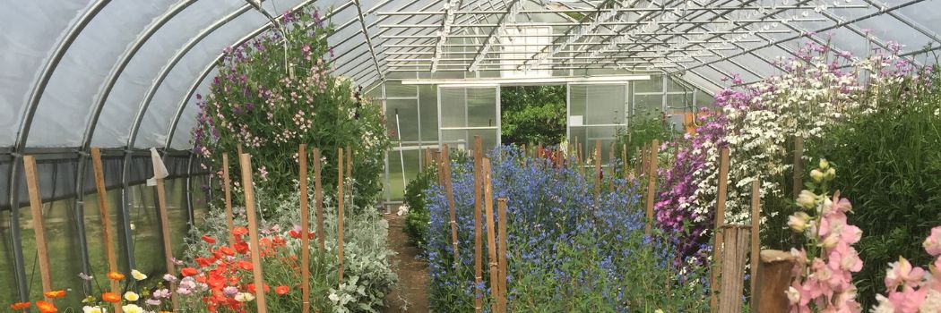 flowers growing in an unheated greenhouse