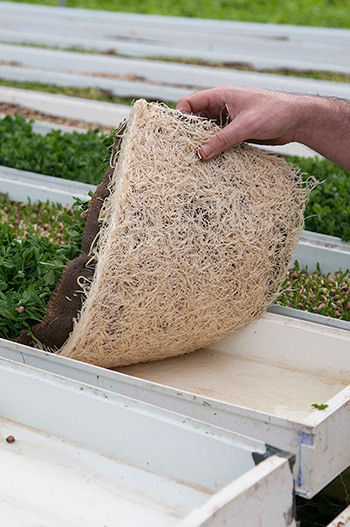 hydroponic lettuce plant spacing - aquaponic