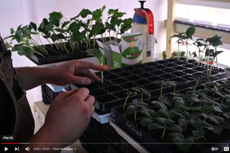 watch a video demo of top grafting cucumbers