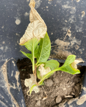 sunburned pepper seedling