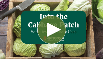 View Our Full Into the Cabbage Patch Webinar Video