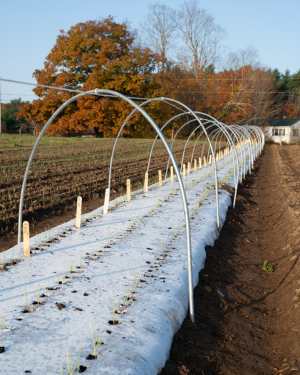 onions for overwintering planted in a low tunnel