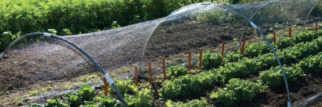 greens under a shade cloth