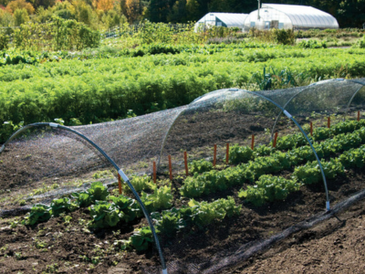 shade cloth over crops