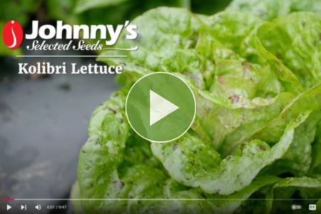 Kolibri Mini Head Lettuce Video