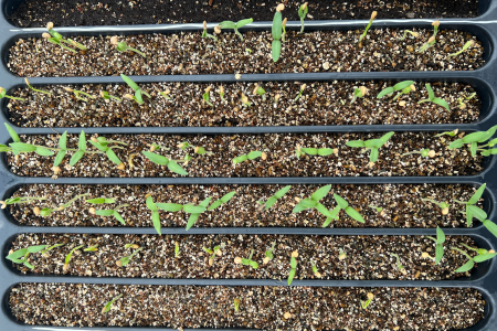 Eggplant seedlings showing variable germination rates