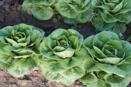 bibb lettuce