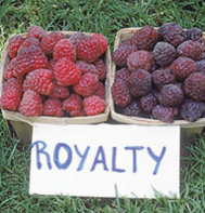 Royalty Purple Raspberry Plants