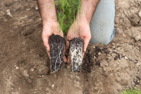 rootbound vs. non-rootbound seedling