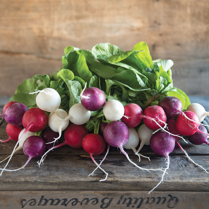 Mixed colored radishes