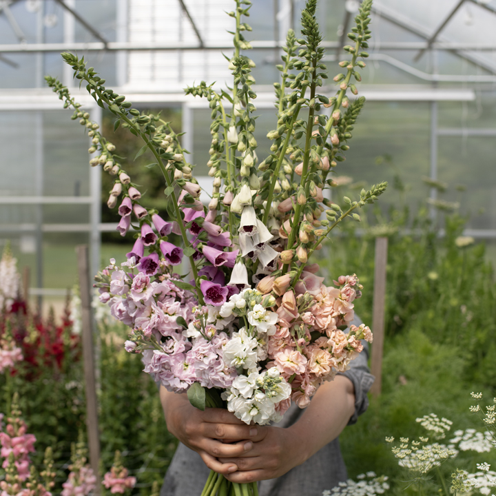 Overwintered Flowers