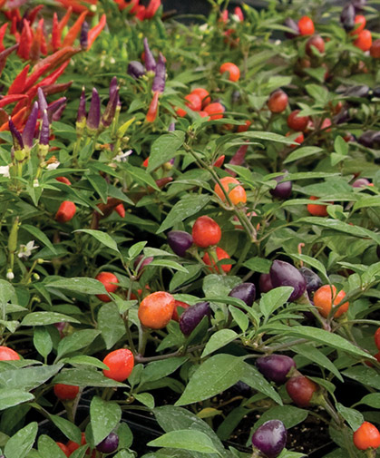 How to Grow and Care for Ornamental Peppers