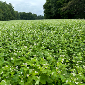 How to Grow Buckwheat