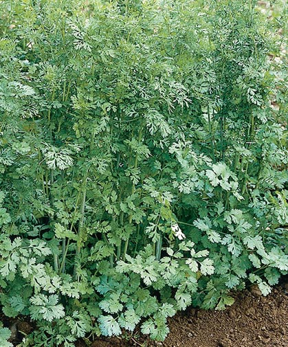 Cilantro (Coriander) Information: to Sow, Grow & Harvest