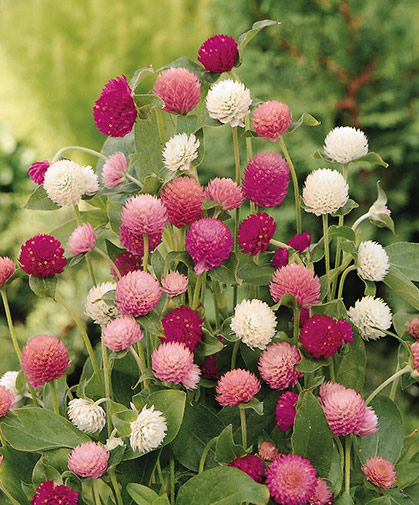 Growing Gomphrena From Seed How To Sow Care For Harvest