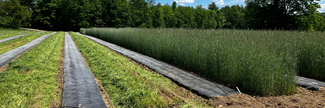 Mowing down the organic winter rye, Johnny's trialing fields, June 2021