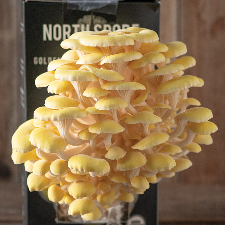 Yellow Oyster Mushrooms