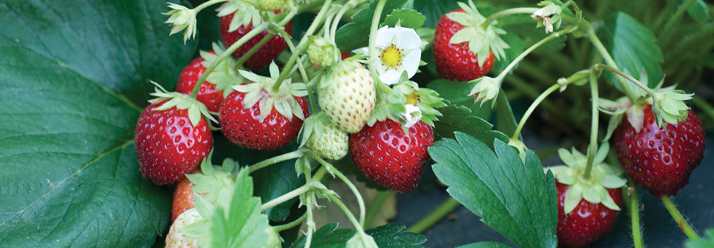 Strawberries on a plant.