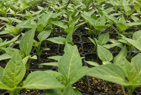 Pepper seedlings