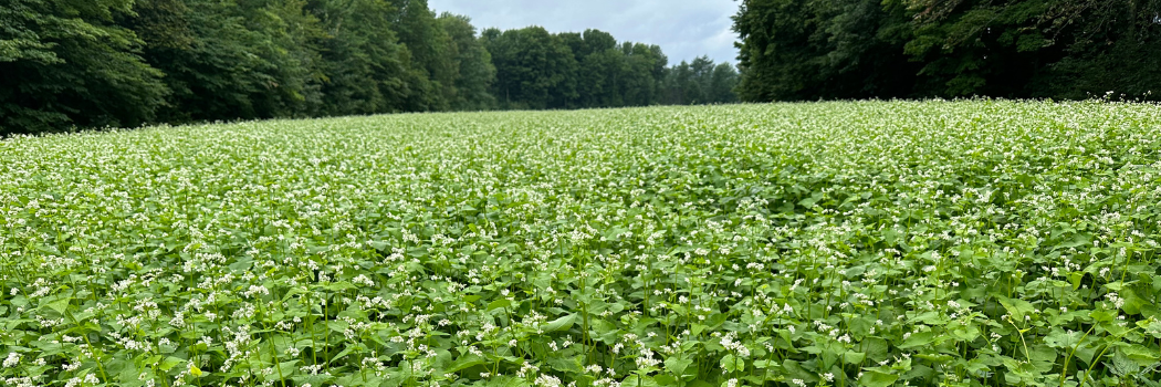 buckwheat cover crop