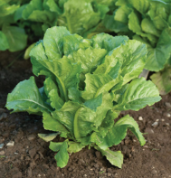 Bluerock Romaine Hearts