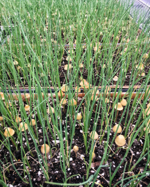 Seedlings with fungal growth