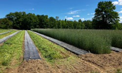 Cover Crop Termination