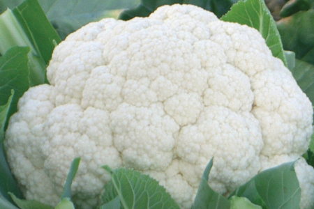 Fujiyama cauliflower