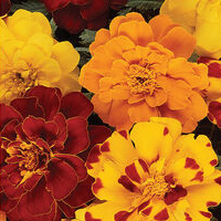 Durango Outback Mix - Marigold Seed | Johnny's Selected Seeds