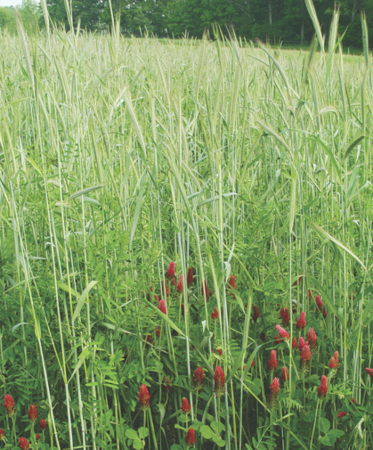 Green manures are specific plants, crop varieties, or mixes that are grown and turned into the soil to improve overall quality, particularly fertility and tilth.