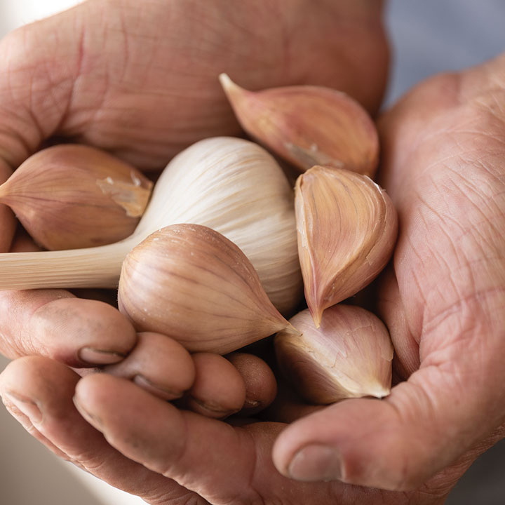 Garlic cloves in a hand.