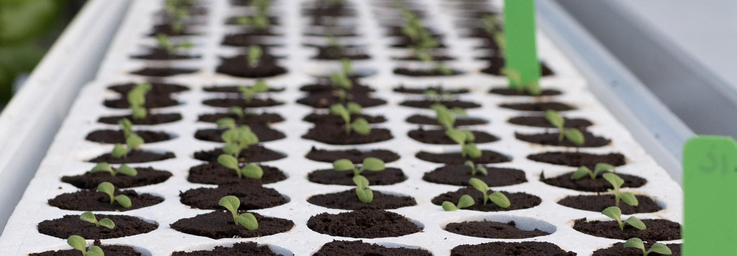 hydroponic seedlings